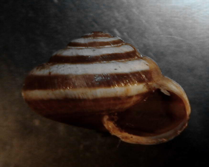Trochoidea (Trochoidea) pyramydata  (Draparnaud, 1805)